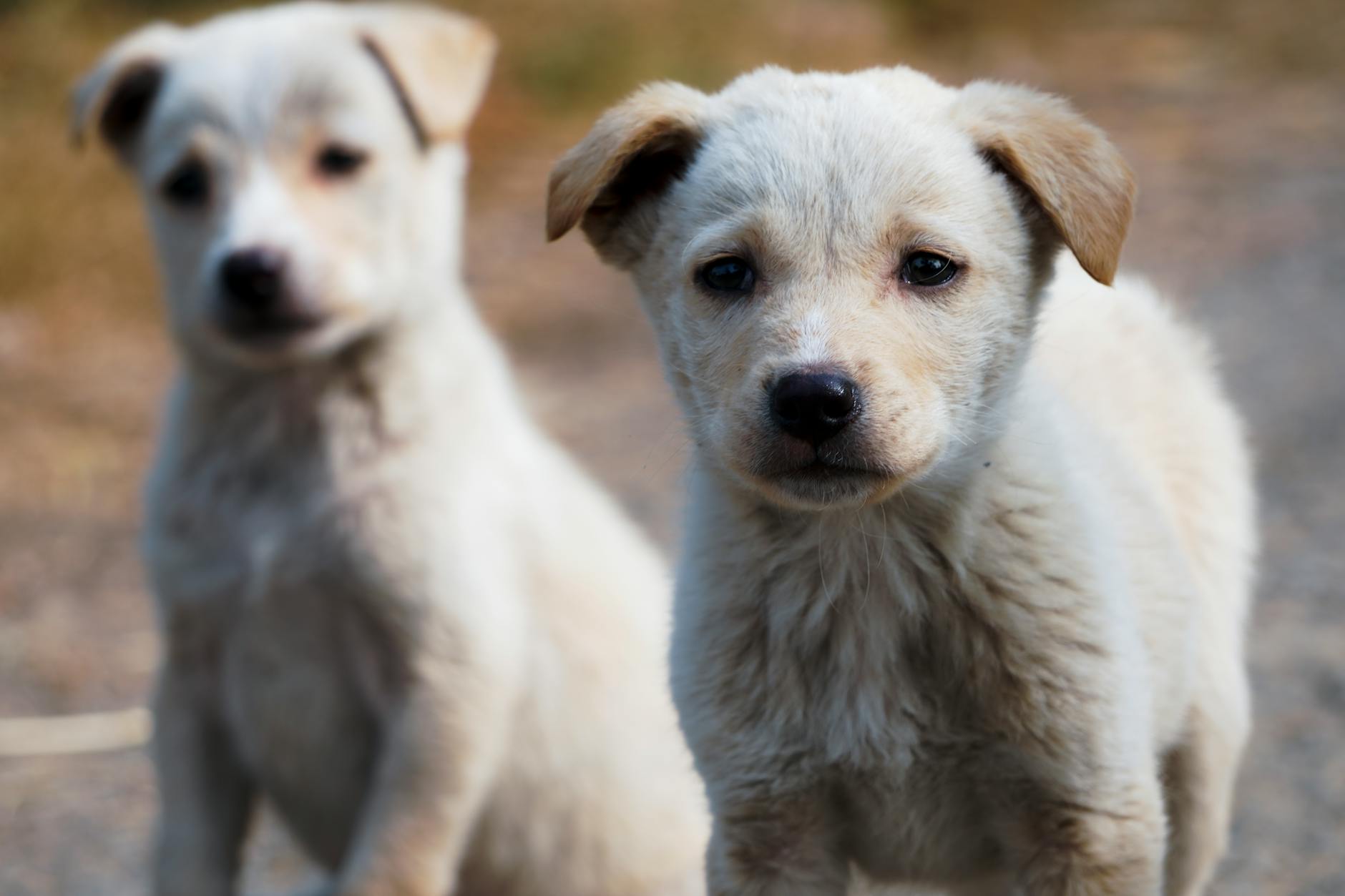 Let's talk about pets in apartment buildings (NSW,QLD,VIC)